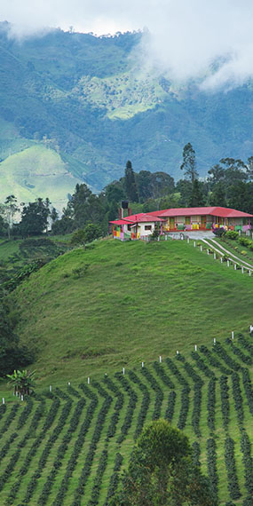 Imagen vertical de una finca en la cima de una montaña paisaje del Tolima